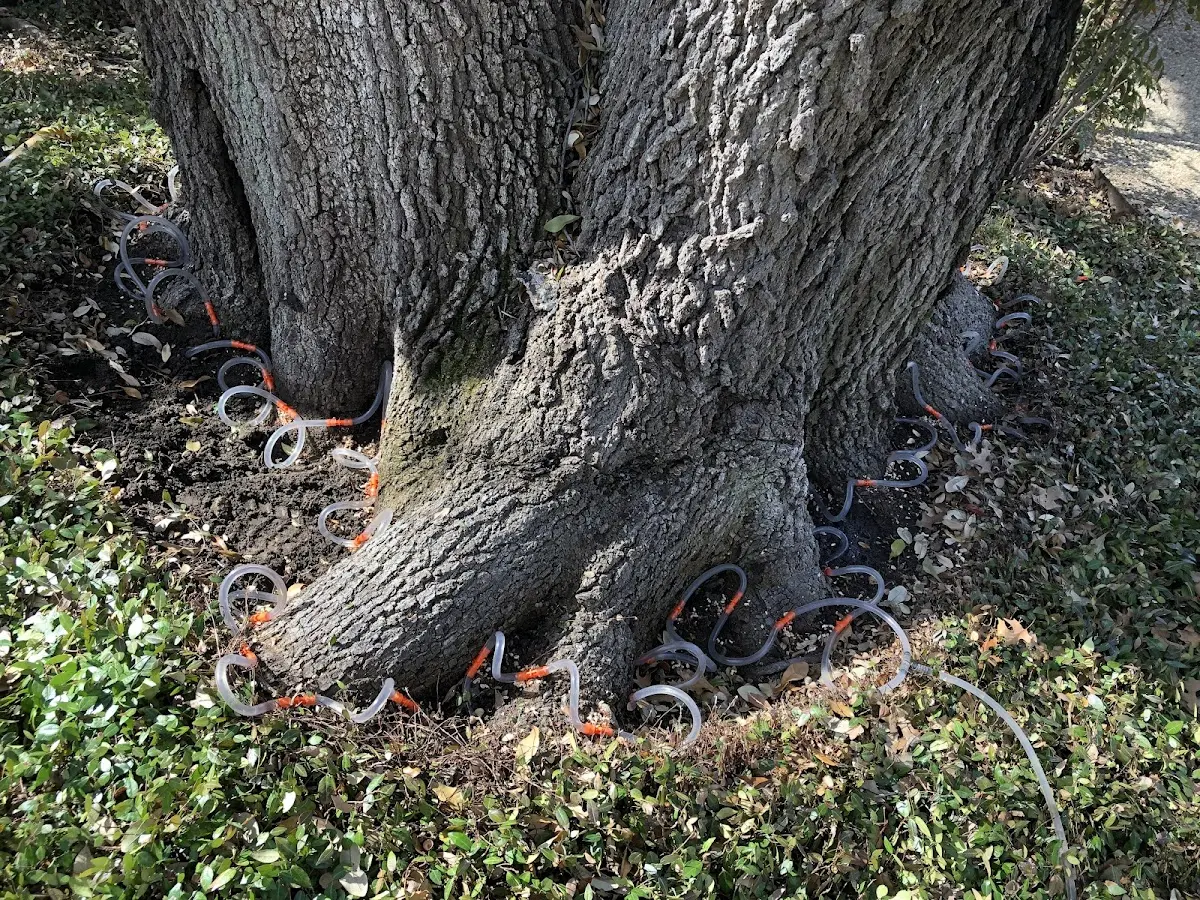 Detailed Tree Cabling and Bracing job site in Conger